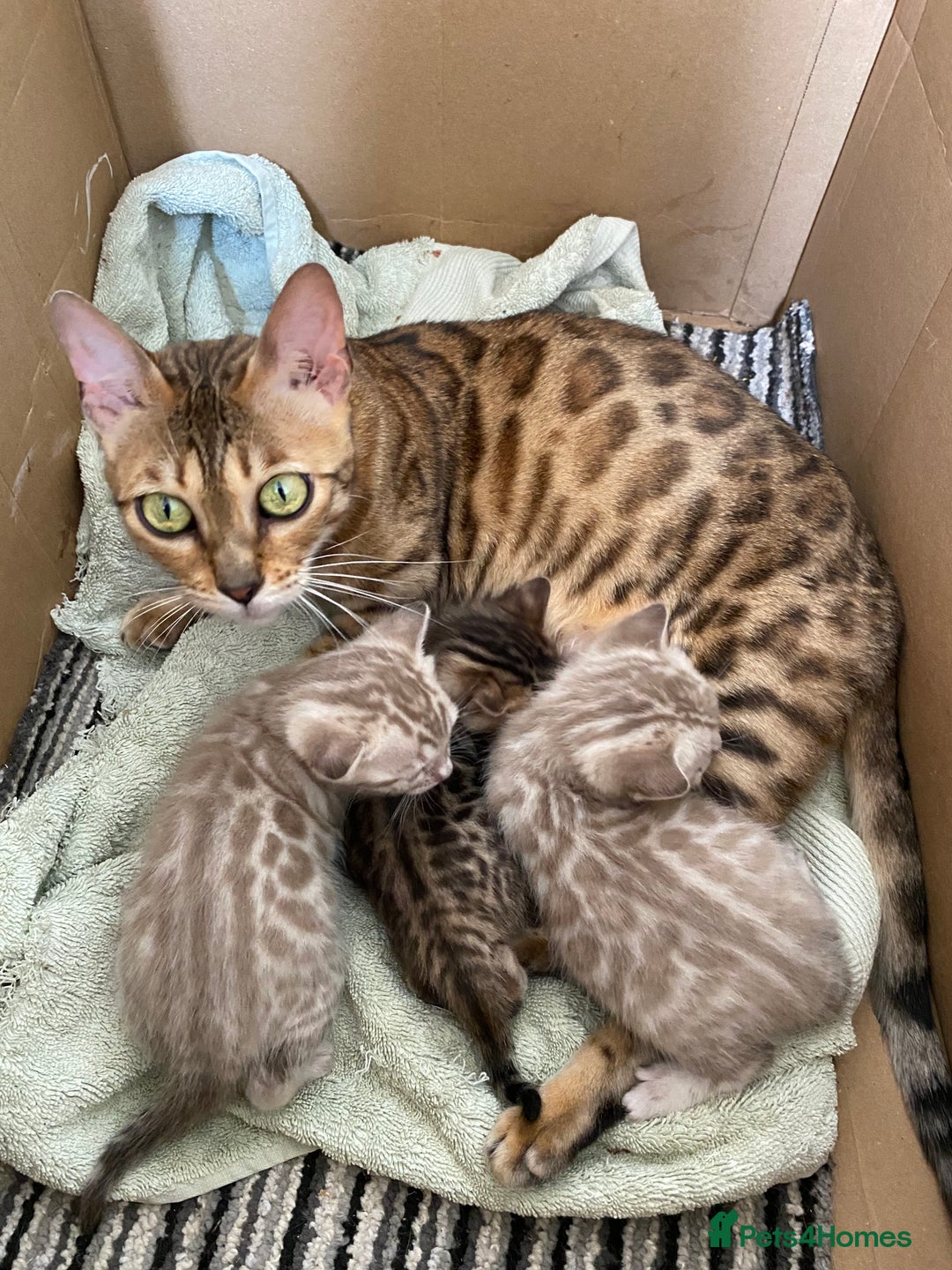Bengal cats for sale: Beautiful Bengal Kittens Brown & Snows - Image 10