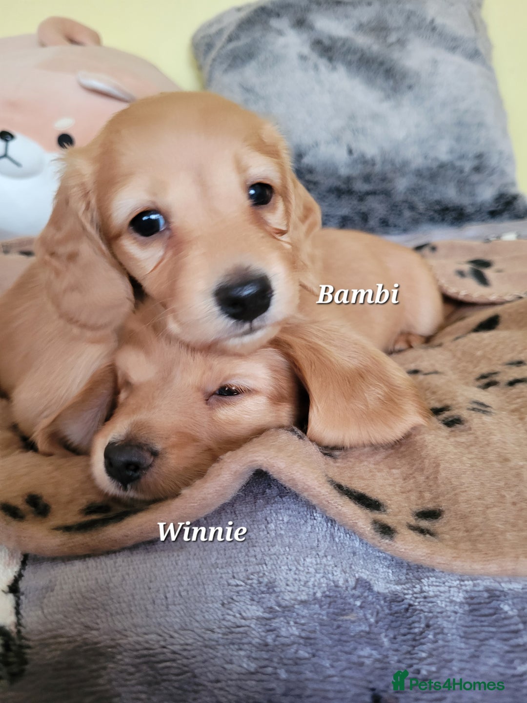 Dachshund dogs for sale: Long Haired KC Miniature Dachshund - Advert 10