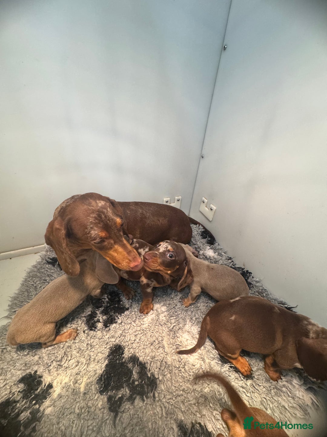 Miniature Dachshund dogs for sale: 5⭐️ Licensed breeder. Kc registered mini dachshund - Image 6