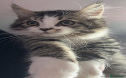 Mixed Breed cats for sale: Loving Home Needed for a Sweet 6-Month-Old Kitten  - Image 4
