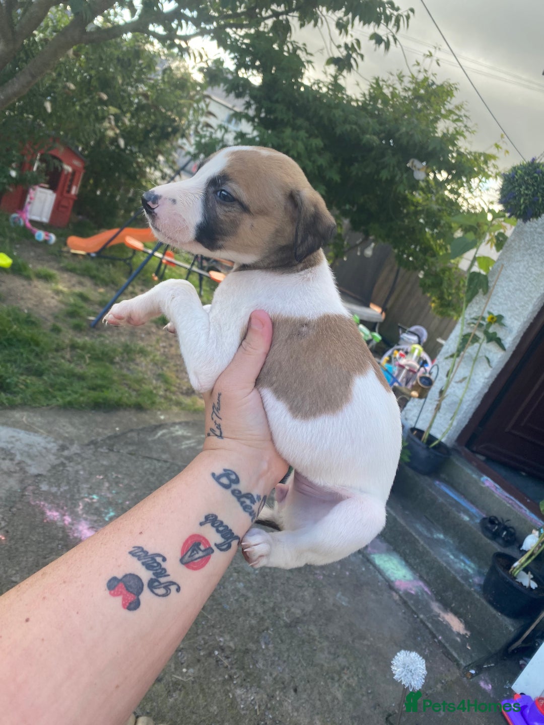 Lurcher dogs for sale: Eight gorgeous mix breed pups - Image 13