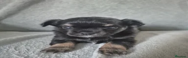 Chihuahua 1