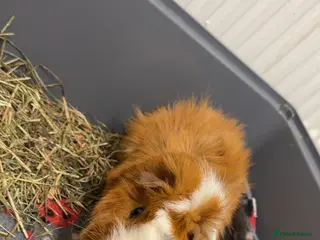 Guinea Pig rodents Guinea Pig Looking for Home + cage + food - Advert 1