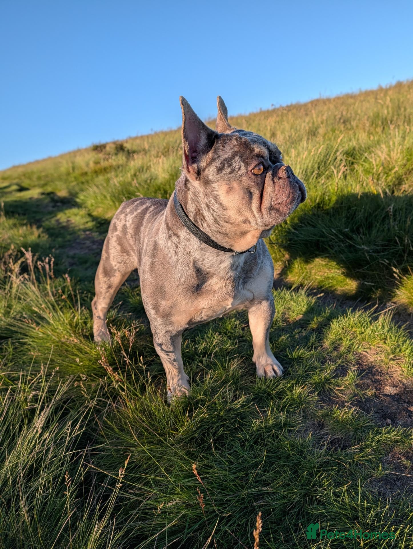 French Bulldog dogs French bulldog pups x2 Bitches - Advert 1