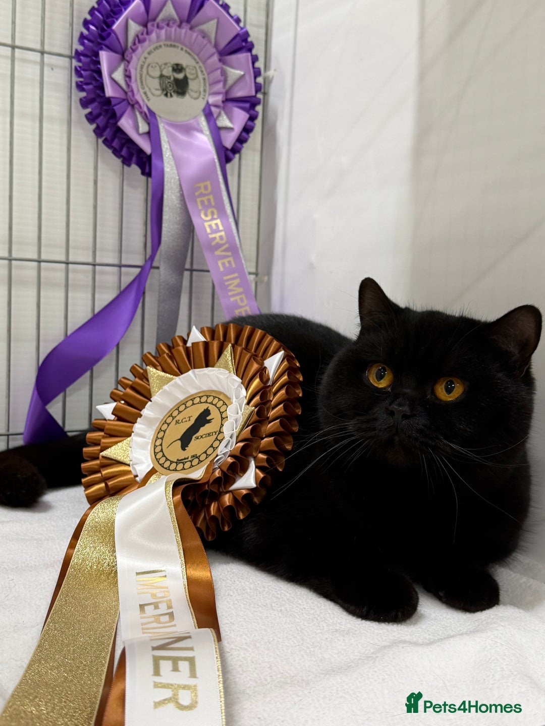 British Shorthair cats for sale: Beautiful black BSH  - Advert 6