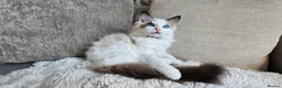 Ragdoll cats for sale: STUNNING RAGDOLL BOY – ACTIVE BREEDING - Advert 8
