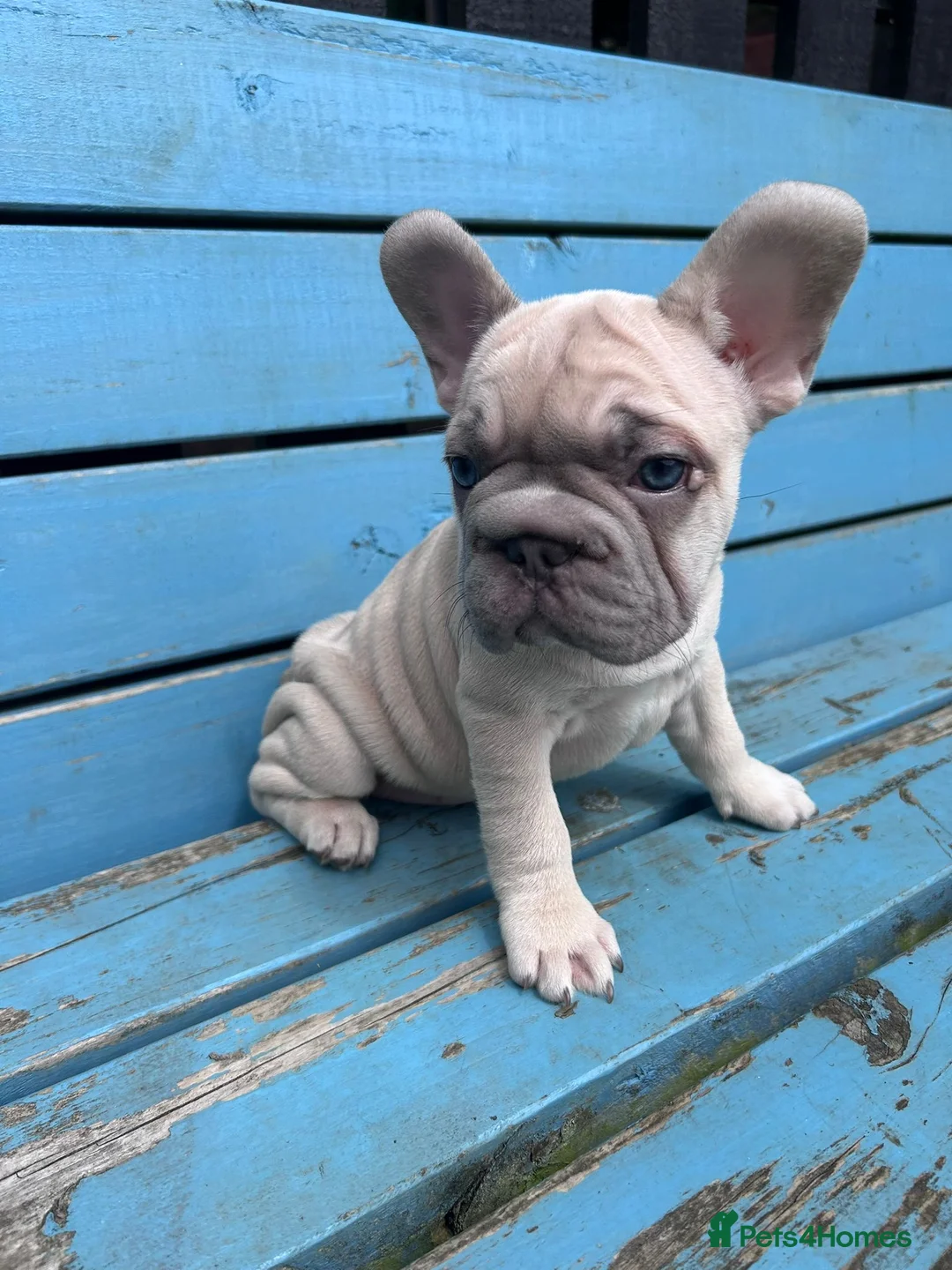 French Bulldog dogs for sale: French bulldogs ready to go now - Advert 2