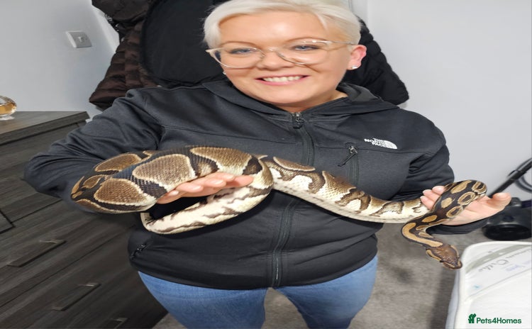 Python Snake reptiles - Advert 1