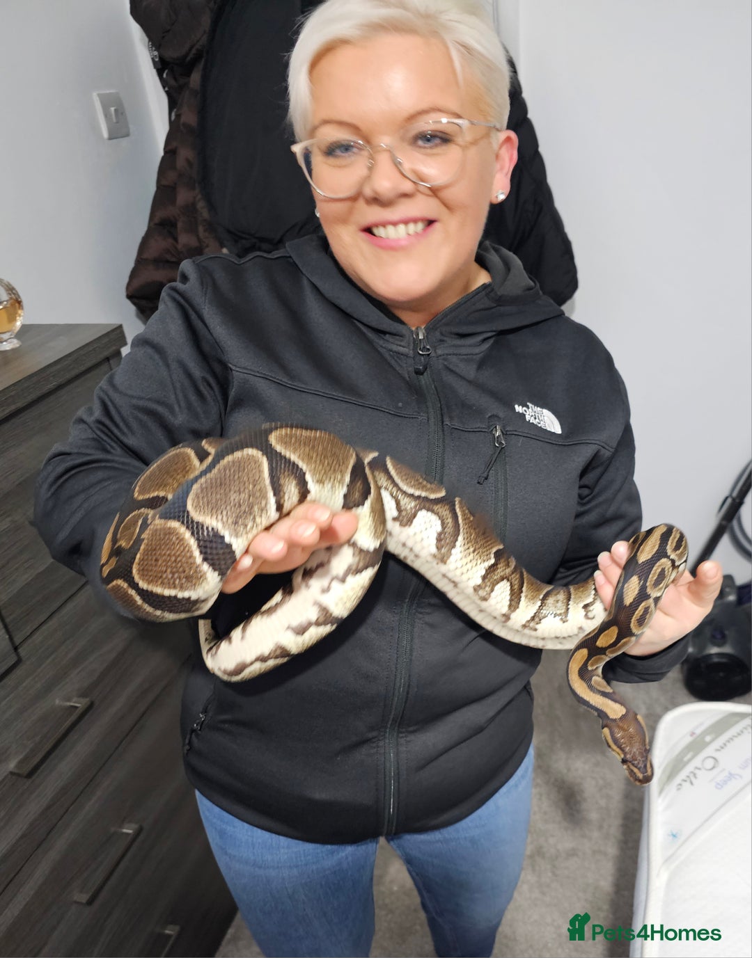 Python Snake reptiles for sale: Female royal ball python with full set up  - Image 1