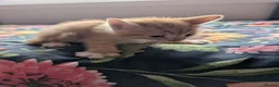 Mixed Breed cats for sale: Gorgeous Kittens Looking for Their Forever Homes in West Calder - Advert 31