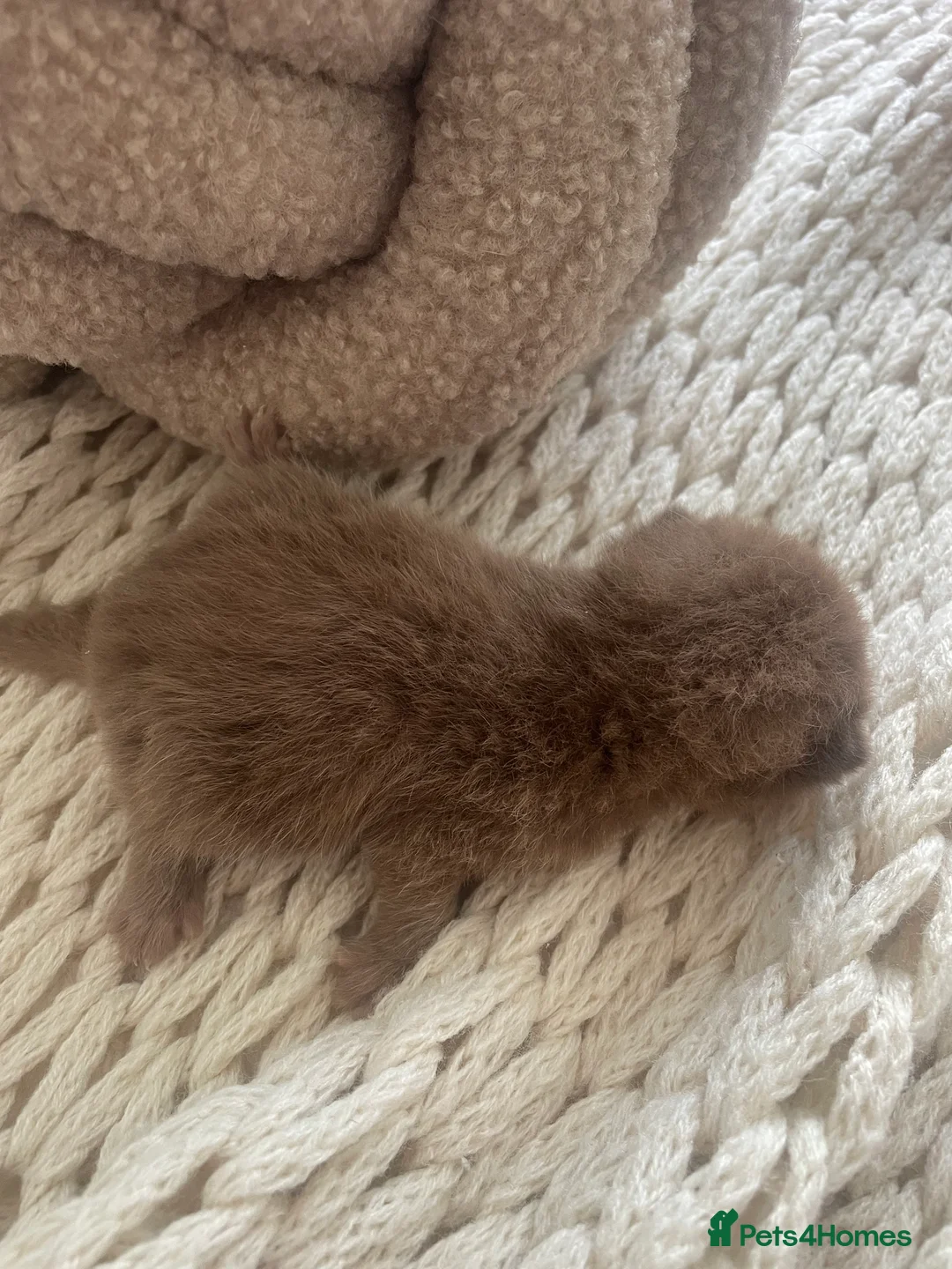 British Shorthair cats for sale: 😻CINNAMON😻Champion bloodlines British Shorthair  - Advert 9
