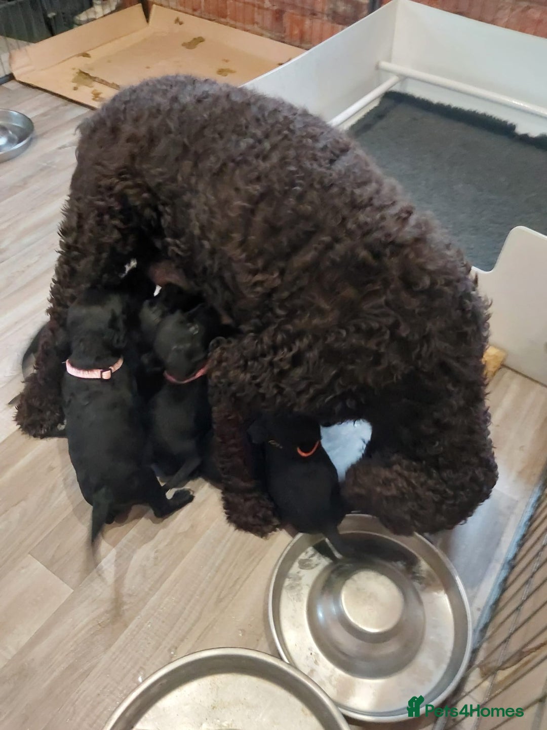 Mixed Breed dogs for sale: Irish Water Spaniel mum and Fox Red Labrador dad - Advert 14