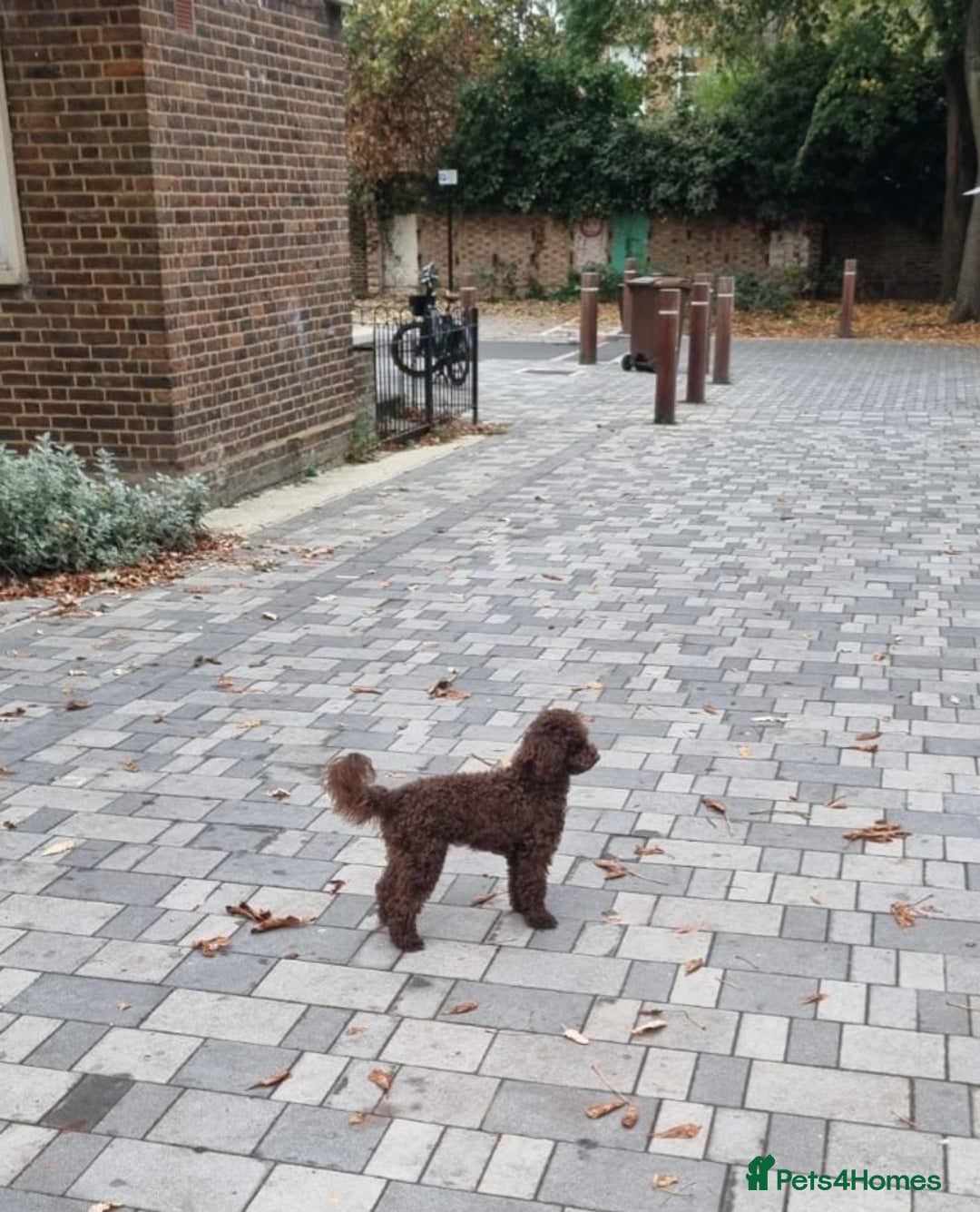 Toy Poodle dogs for sale: Adorable 11-Month-Old toy Poodle for Sale!   - Advert 7