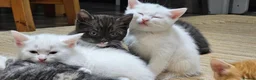 Mixed Breed cats for sale: 4 males and 4 female kittens   - Advert 6