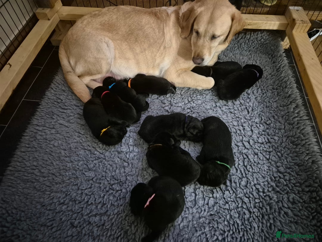 Labrador Retriever dogs for sale: Labrador/ retriever puppies  - Advert 9