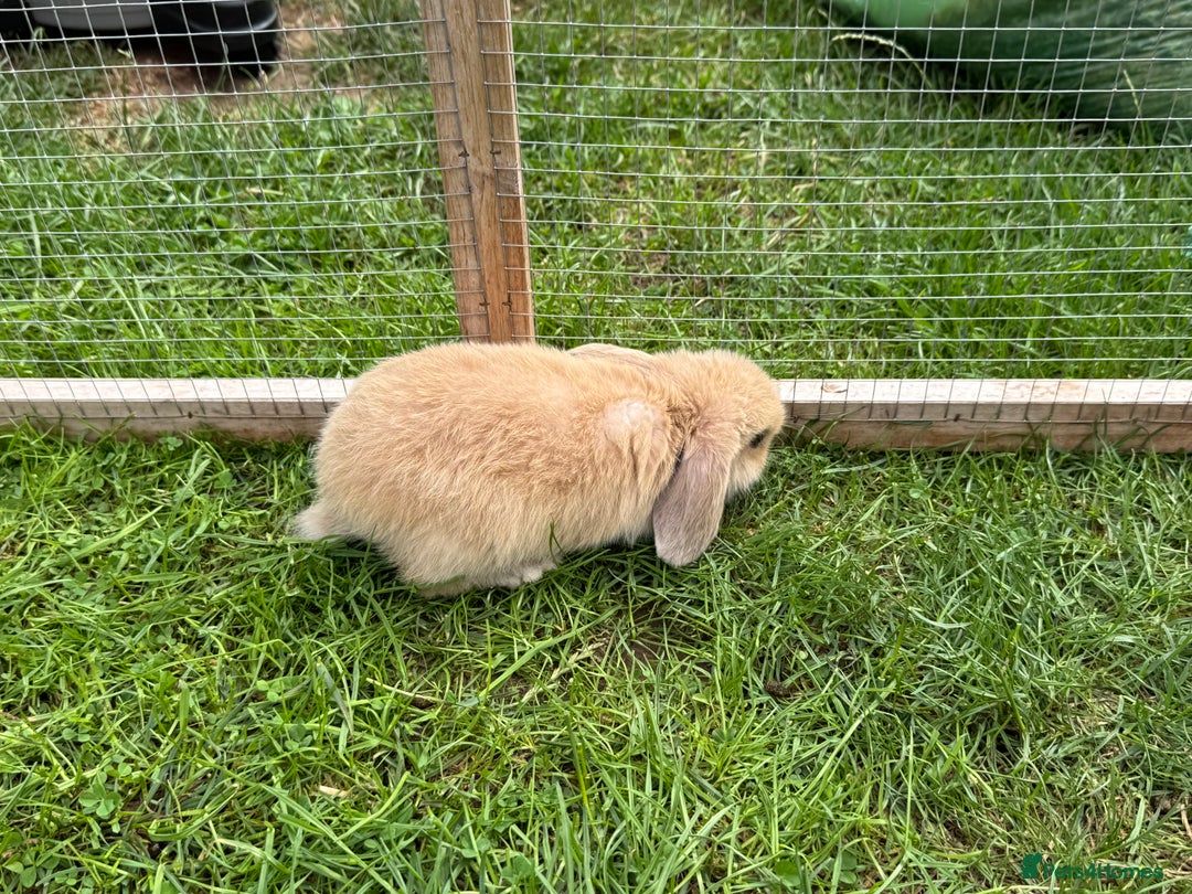 Dwarf Lop rabbits for sale: Drawf Lops - Image 5