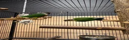 Parrots birds for sale: Green Cheek Conures - Advert 9