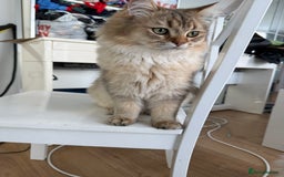 British Longhair cats for sale: British Longair and Shorthair Kittens for sale - Image 15