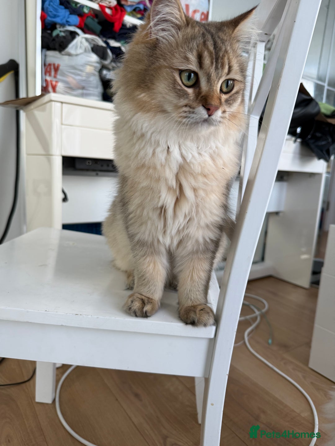 British Longhair cats for sale: British Longair and Shorthair Kittens for sale - Image 15