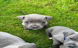 Staffordshire Bull Terrier dogs for sale: Blue Staffordshire bull terrier Staffy ❤️😍 - Image 1