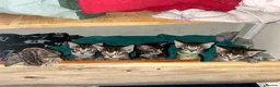 Bengal cats for sale: Mix Bengal kittens for sell in Corby - Advert 19