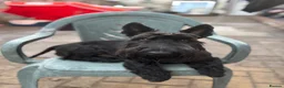 Scottish Terrier dogs for sale: 3 Beautiful KC Registered Scottish Terrier Males🐾 in Stone - Advert 30