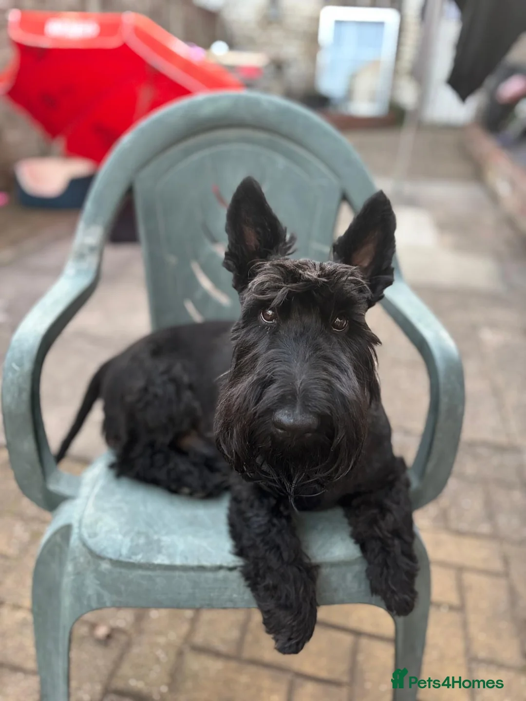 Scottish Terrier dogs for sale: 3 Beautiful KC Registered Scottish Terrier Males🐾 in Stone - Advert 30