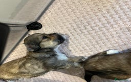 Lhasa Apso dogs for sale: Adorable pedigree Lhasa apso pups  - Image 15
