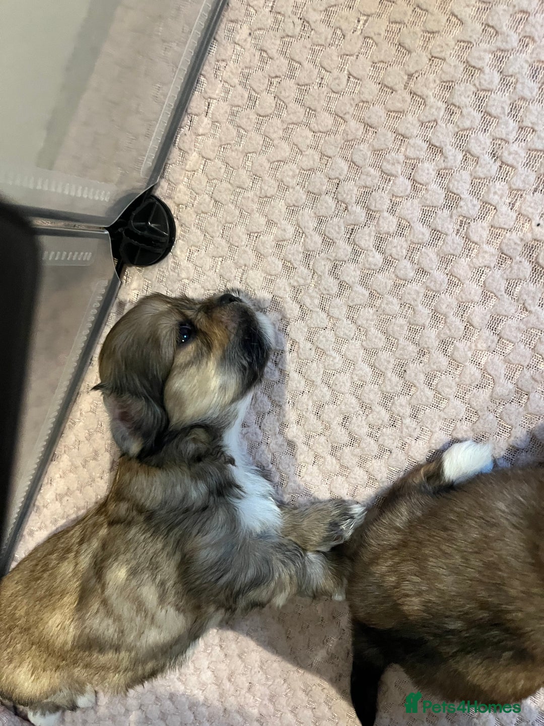 Lhasa Apso dogs for sale: Adorable pedigree Lhasa apso pups  - Image 15
