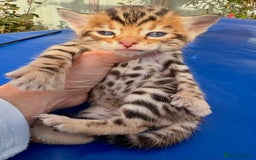 Keetso cats for sale: Stunning golden keetsos  - Image 22