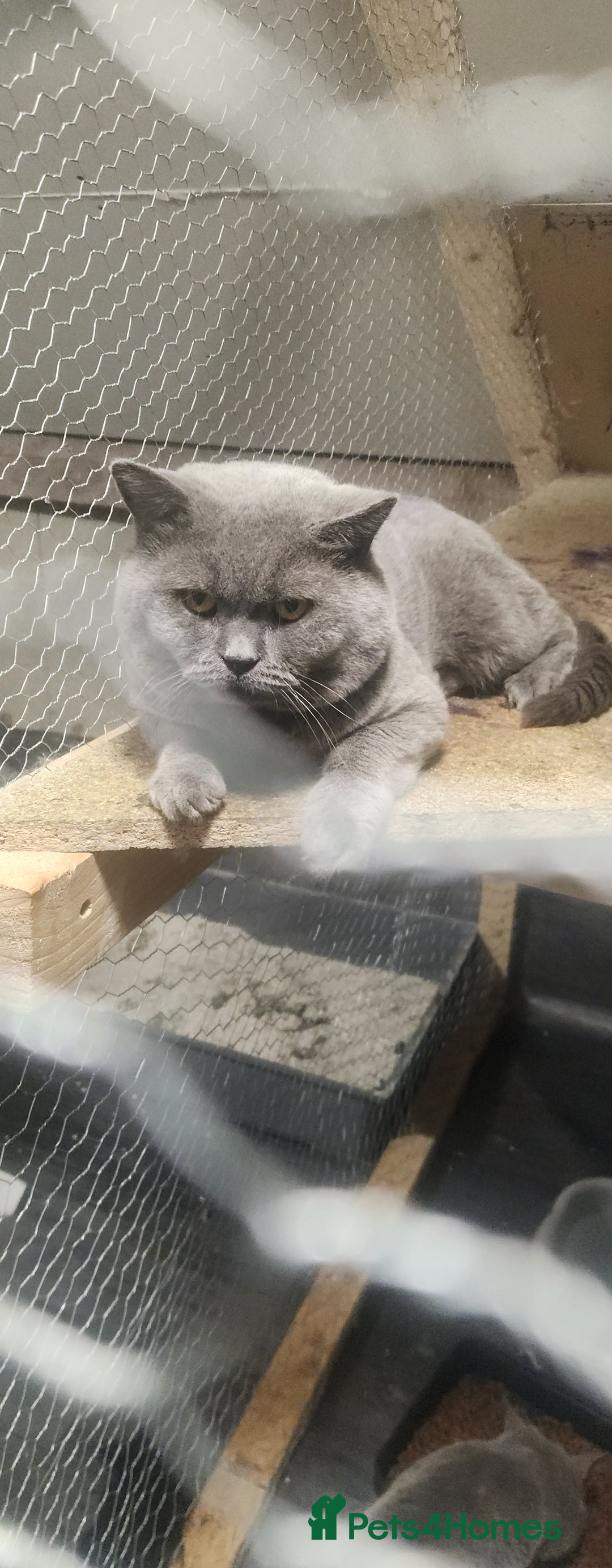 British Shorthair cats for sale: British Short-hair kitten - Image 6