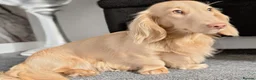 Miniature Dachshund dogs for sale: CREAM LONGHAIRED MINIATURE DACHSHUNDS - Advert 3