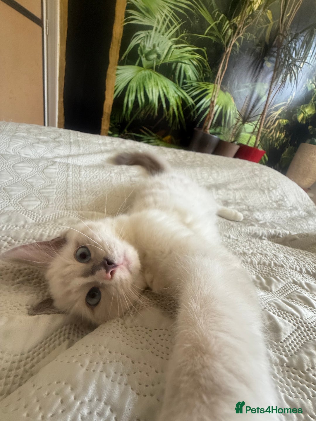 Ragdoll cats for sale: GORGEUS RAGDOLL KITTENS - 1 boy/1 girl left - Image 5