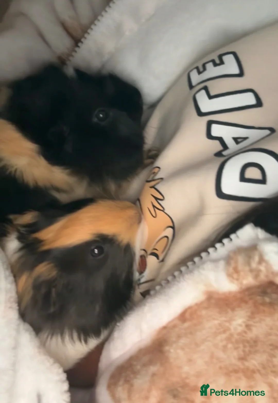 Guinea Pig rodents for sale: 2 Female Guinea Pigs  in Gourock - Advert 2