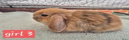 Mini Lop rabbits for sale: ❤️  Stunning babies ready to reserve 🐇  - Advert 3