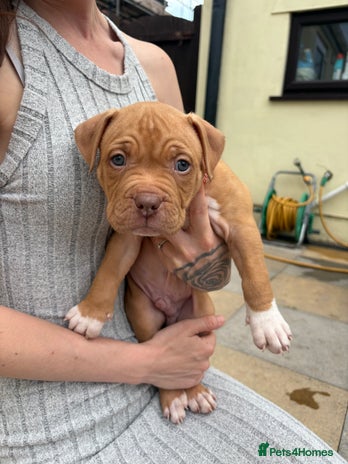 Mixed Breed dogs - Advert 1