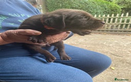 Labrador Retriever dogs for sale: Labrador retriever puppies  - Image 8
