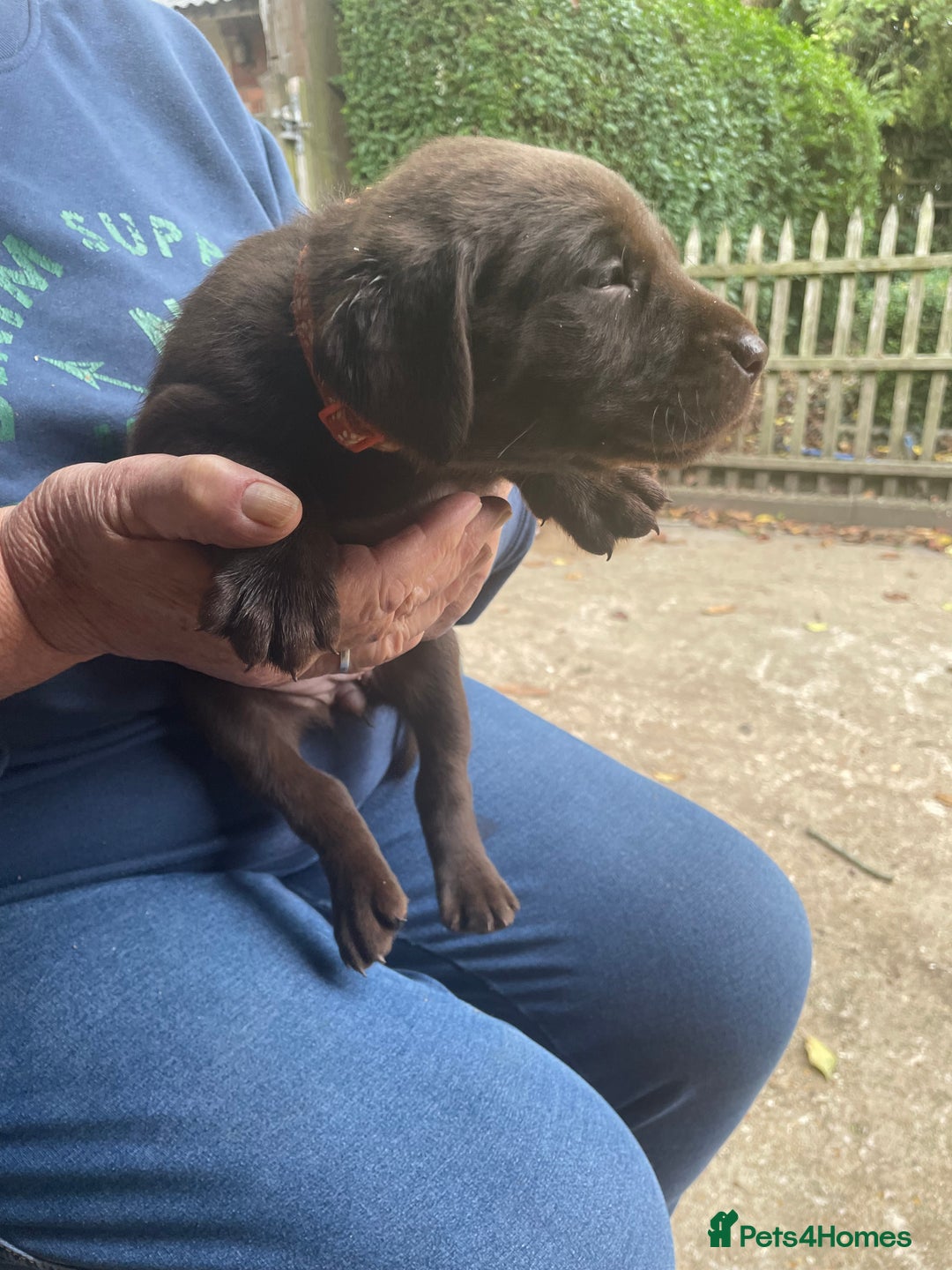Labrador Retriever dogs for sale: Labrador retriever puppies  - Image 8