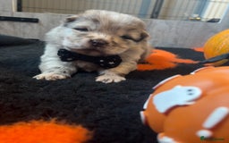 Chow Chow dogs for sale: Merle Chow Chow puppies  - Advert 9