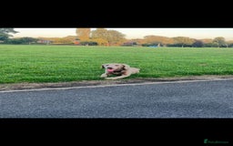 Springador dogs for sale: Springerdor male for rehome  - Advert 4