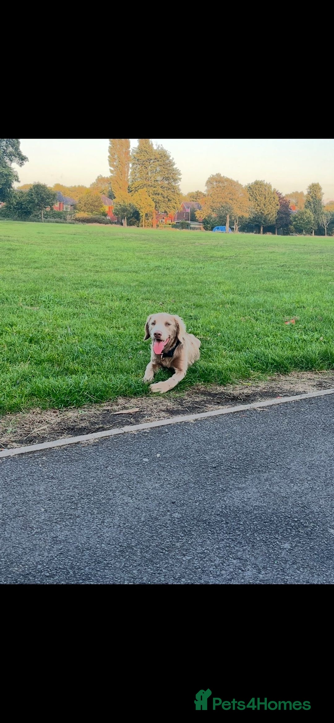 Springador dogs for sale: Springerdor male for rehome  - Advert 4