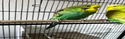 Budgerigars birds for sale: Beautiful Home Bred Young Budgies - Advert 2
