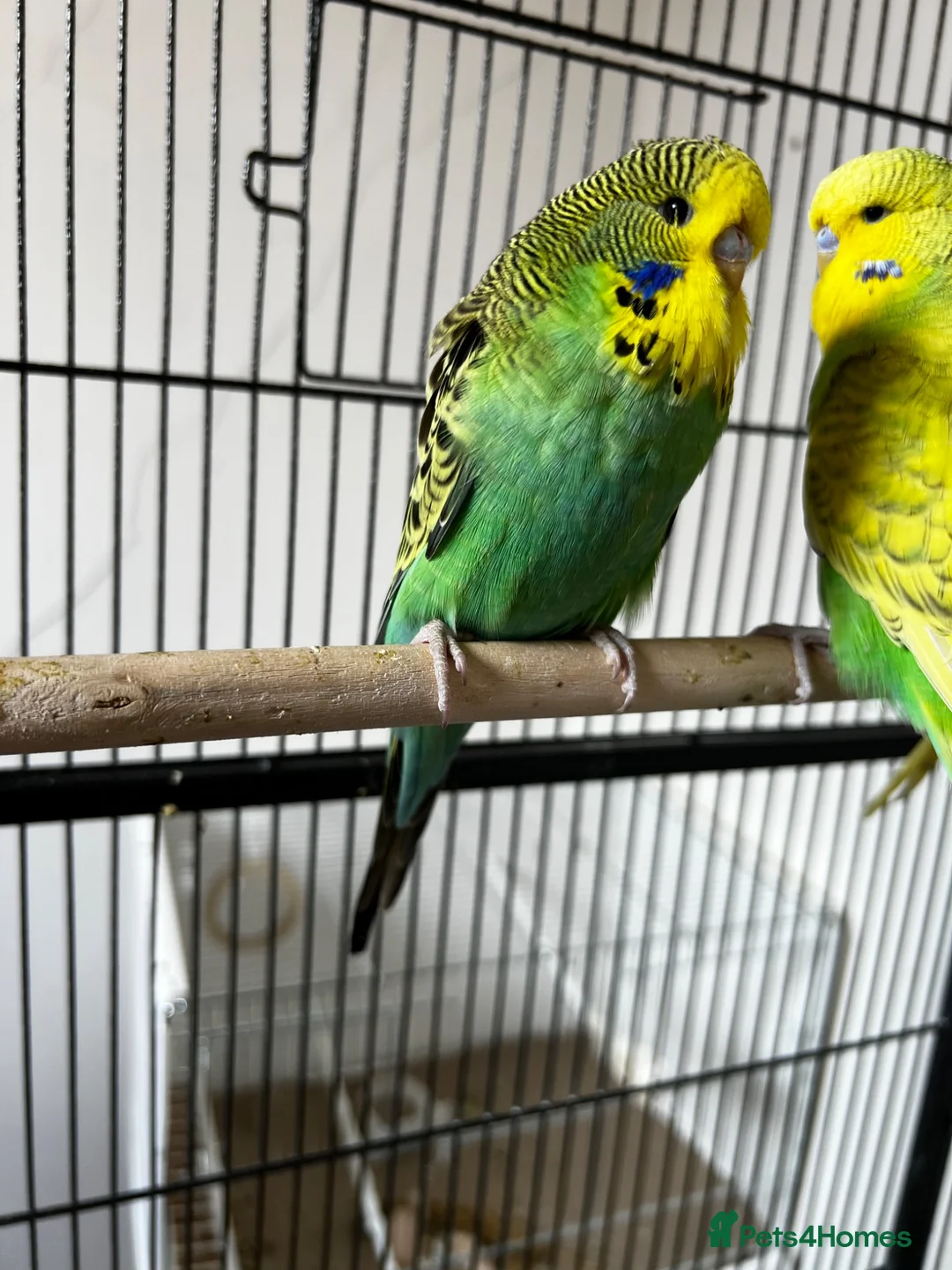 Budgerigars birds for sale: Beautiful Home Bred Young Budgies - Advert 2