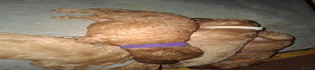 Miss Purple (no colar)