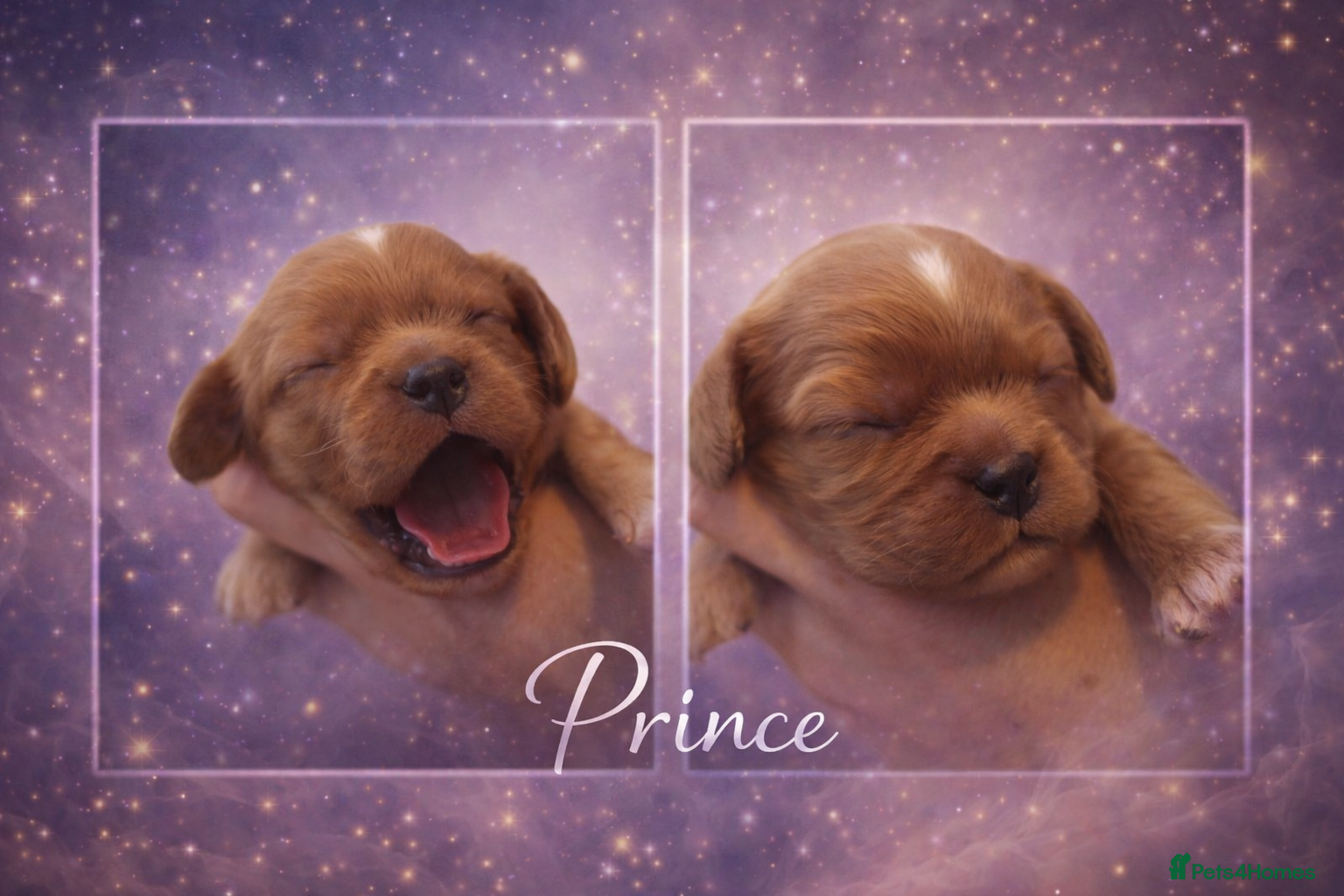 Cavalier King Charles Spaniel dogs KC reg  spaniels health tested parents boys girls - Advert 6