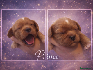 Cavalier King Charles Spaniel dogs KC reg spaniels health tested parents boys girls - Advert 4