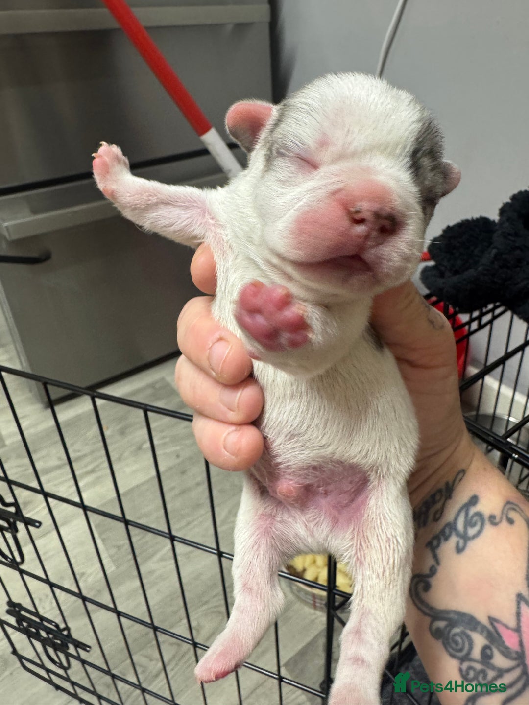 French Bulldog dogs for sale: Beautiful frenchies for sale  - Image 4