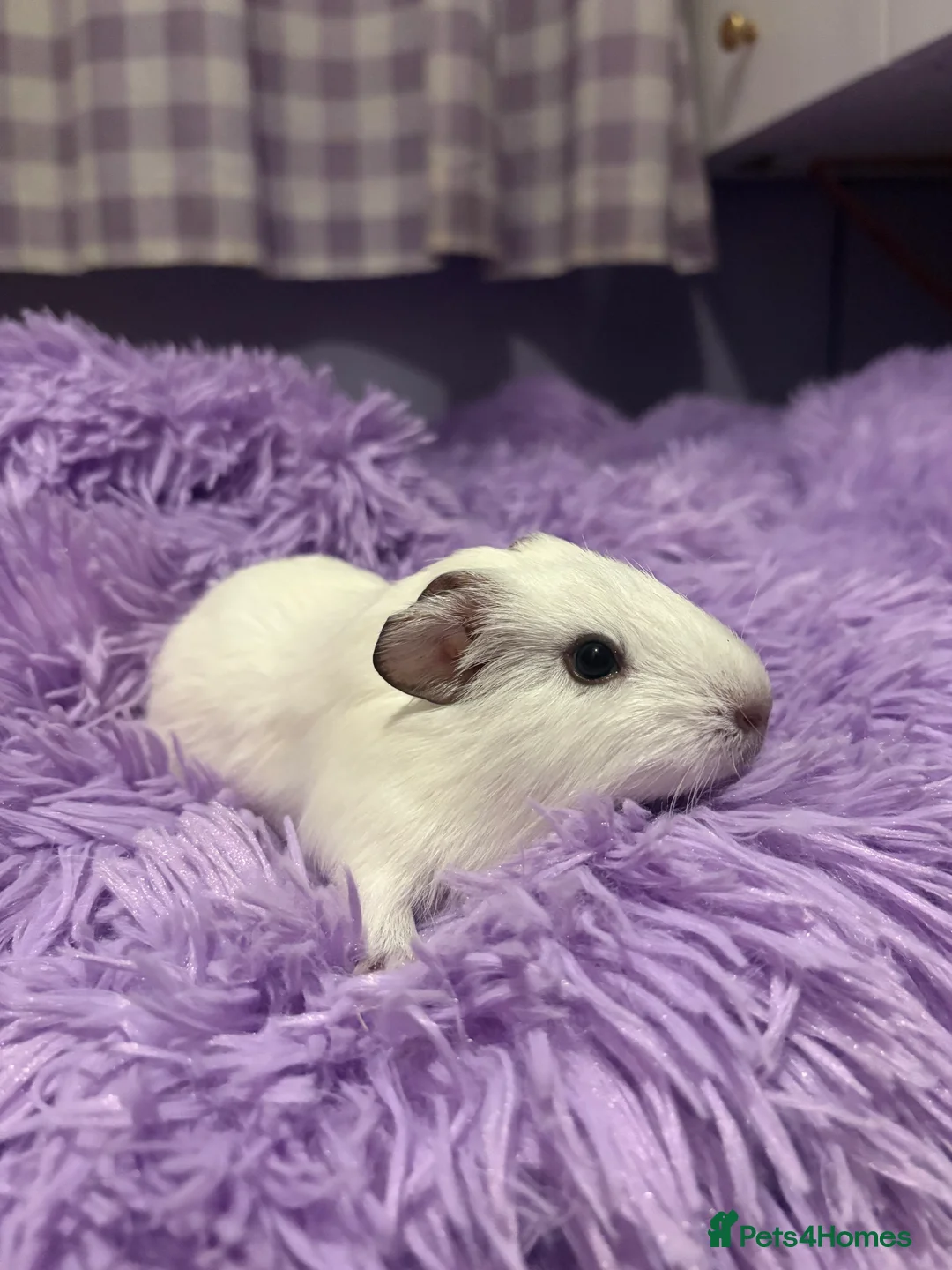 Guinea Pig rodents for sale: 3 beautiful female Guniea pigs for sale  - Advert 4