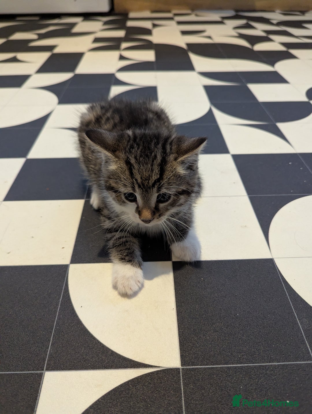 Mixed Breed cats for sale: Male kitten - Advert 8