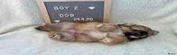 Mixed Breed dogs for sale: Stunning Shih Tzu/ Pomeranian puppies  in London - Advert 16